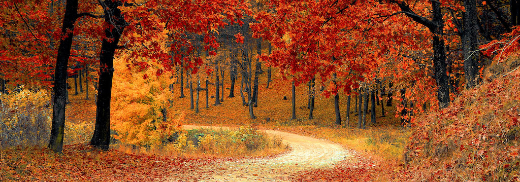 Red leaves on trees and winding path in autumn 